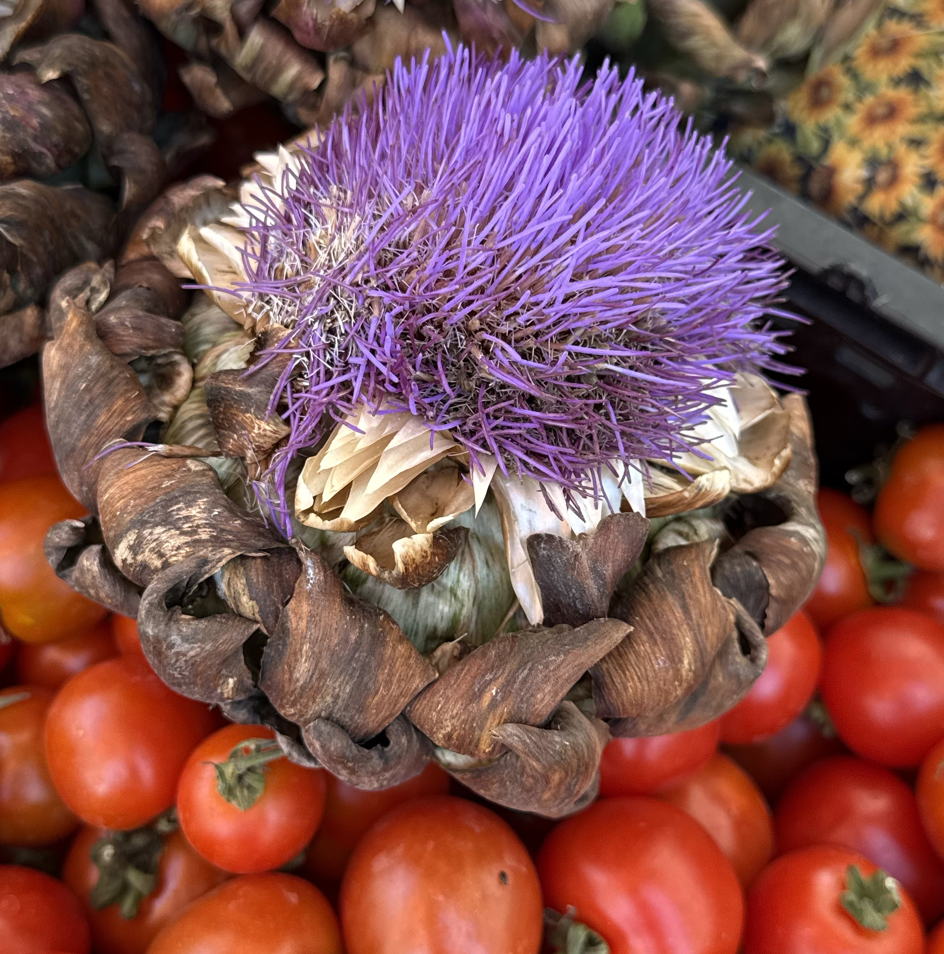 Close-up of a blooming artichoke with purple thistle-like florets on a bed of red tomatoes