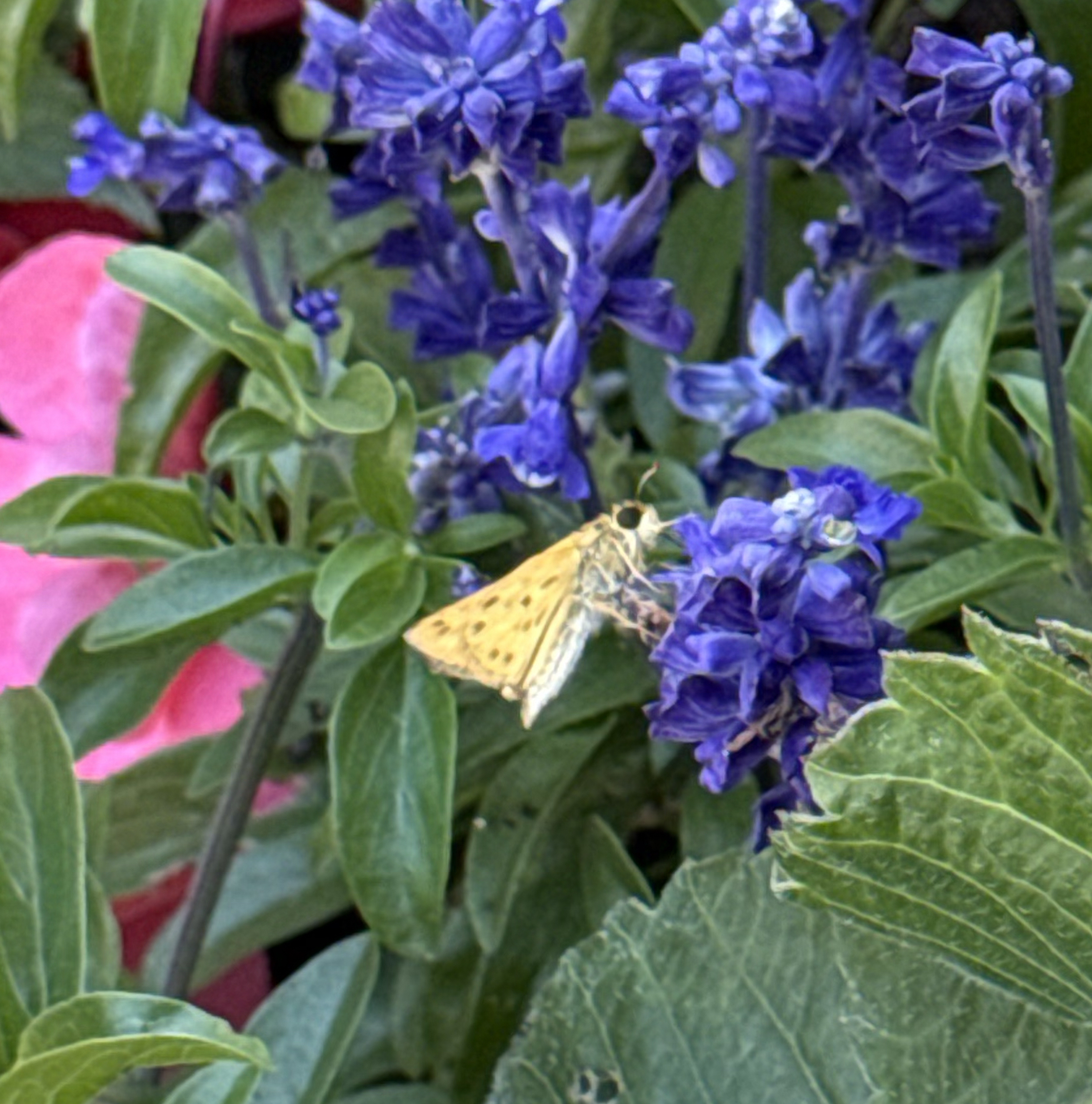 Small yellow skipper butterfly feeding on purple salvia flowers