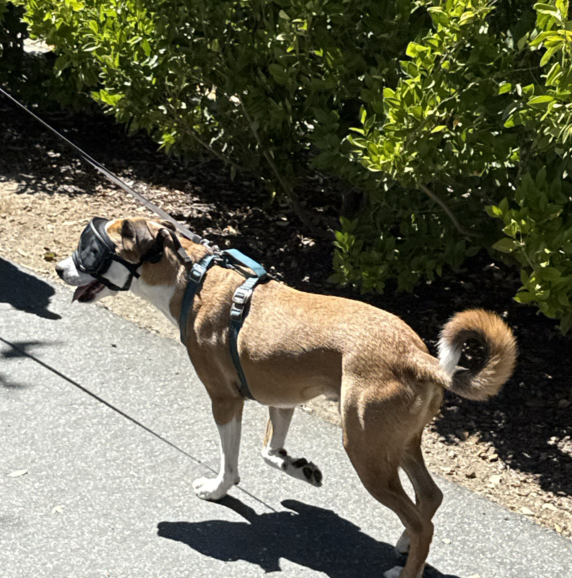 Brown and white dog on a leash with harness and dark goggles