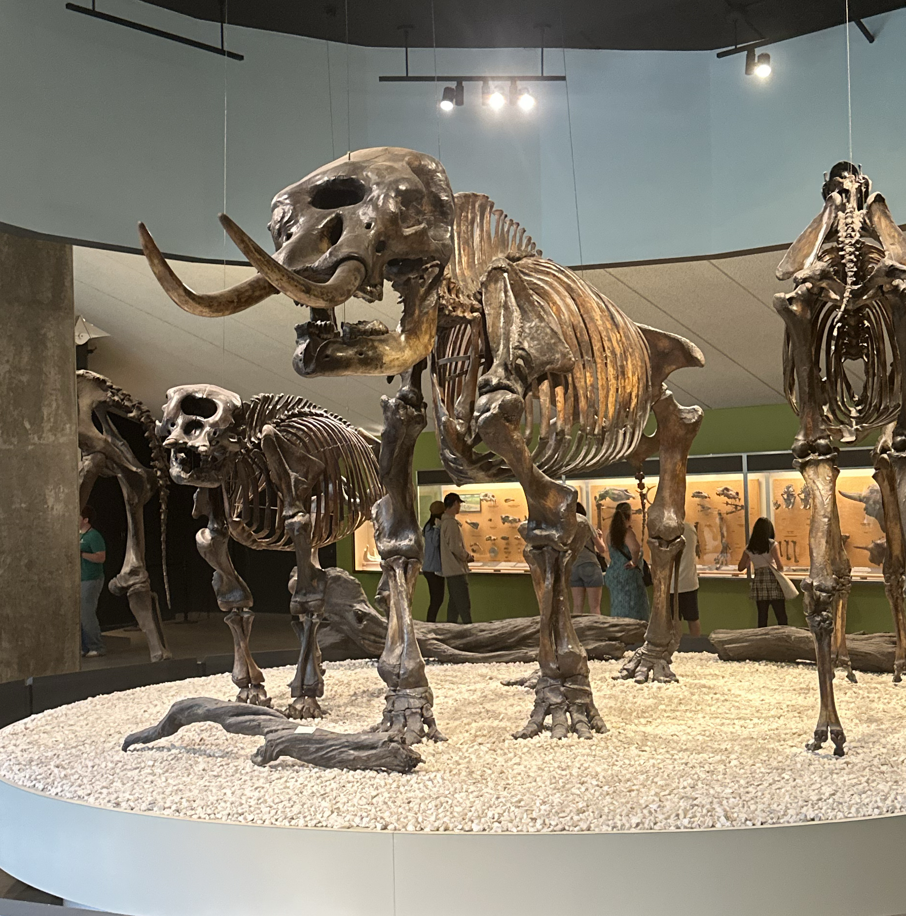 Large fossil skeletons of mammoths on display in a museum gallery