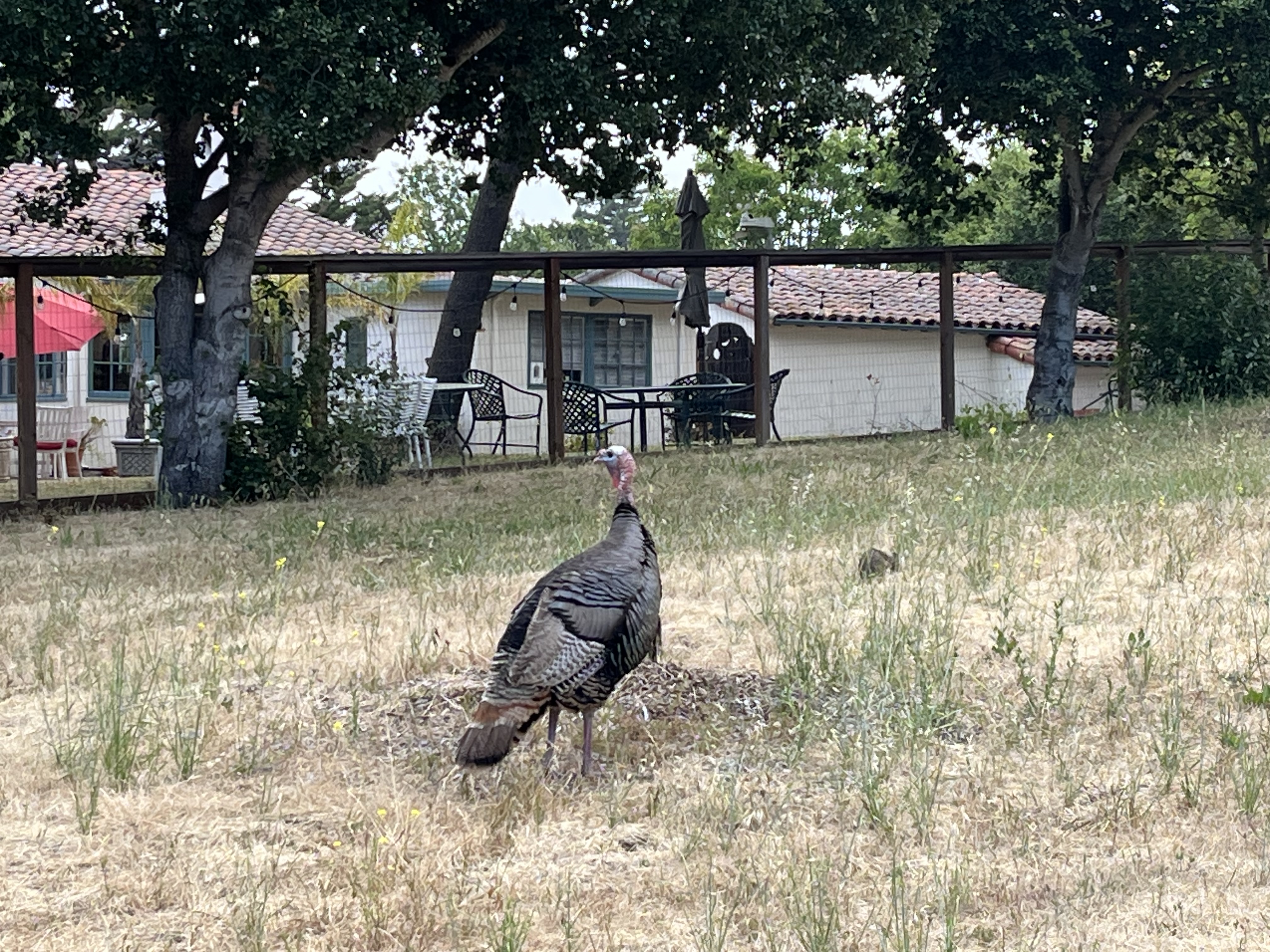Wild turkey standing in a dry grassy yard near a fence and houses