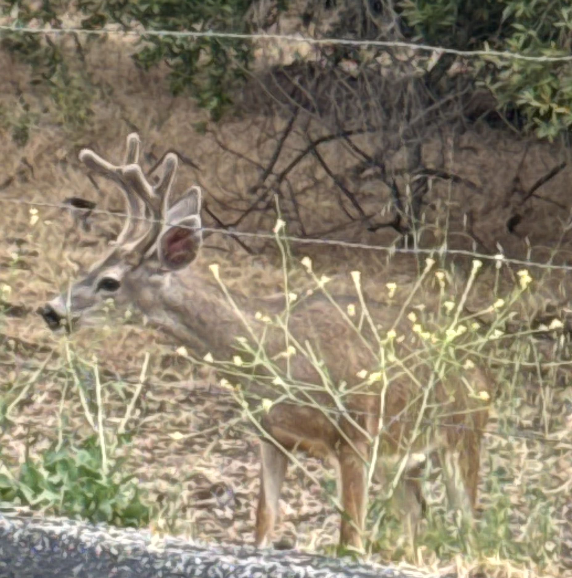 Deer with velvet antlers browsing behind a fence in dry brush