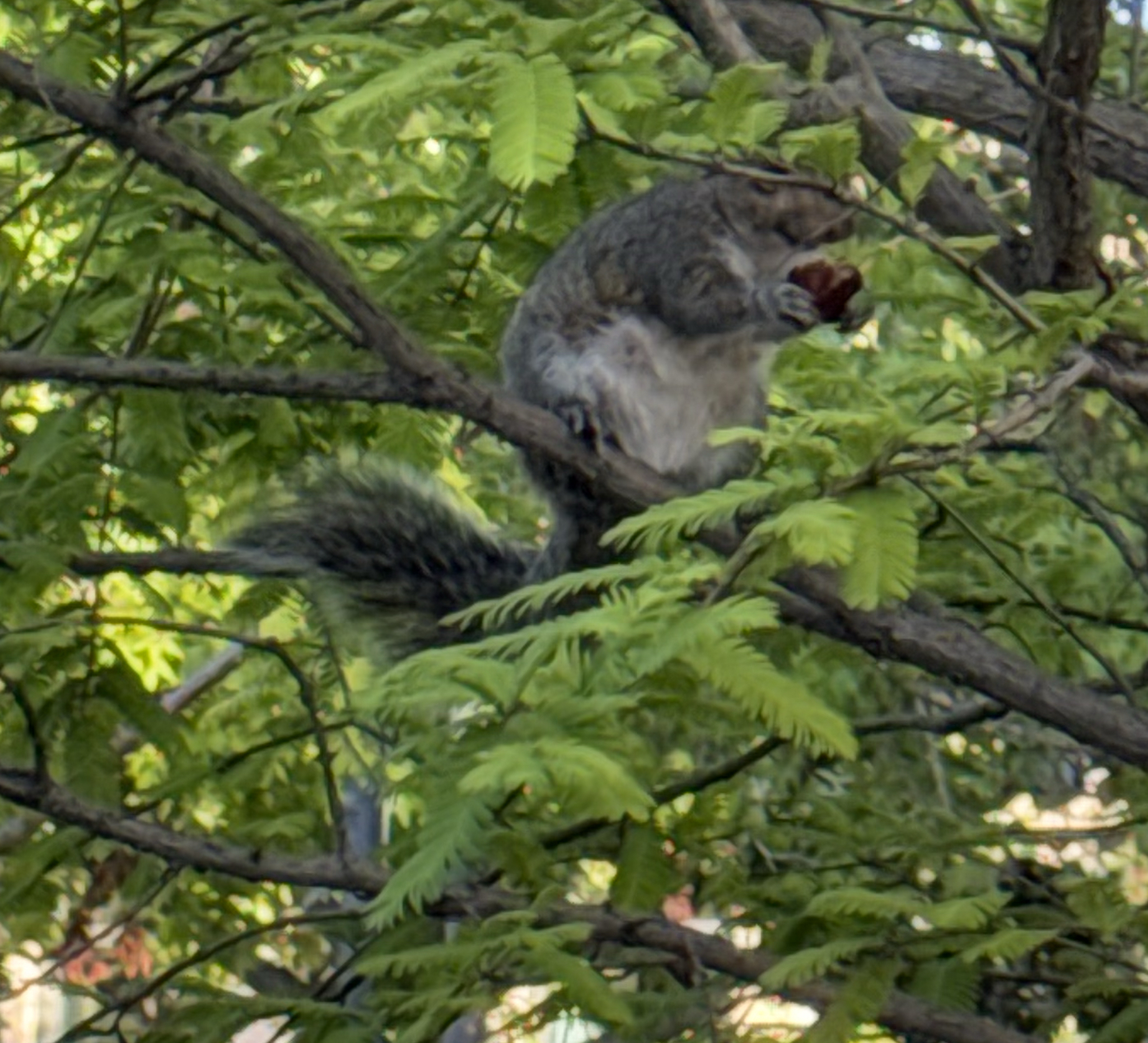 Gray squirrel perched in a leafy tree eating a nut