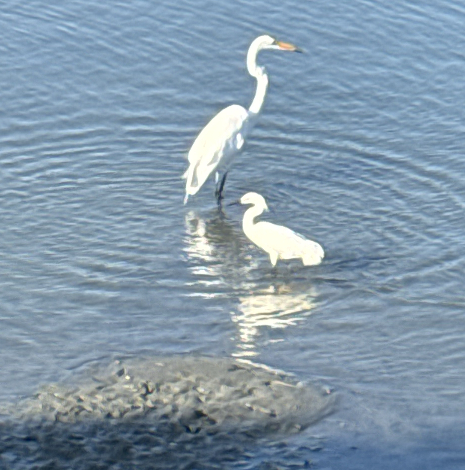 Two white egrets wading in shallow water, one taller and one smaller
