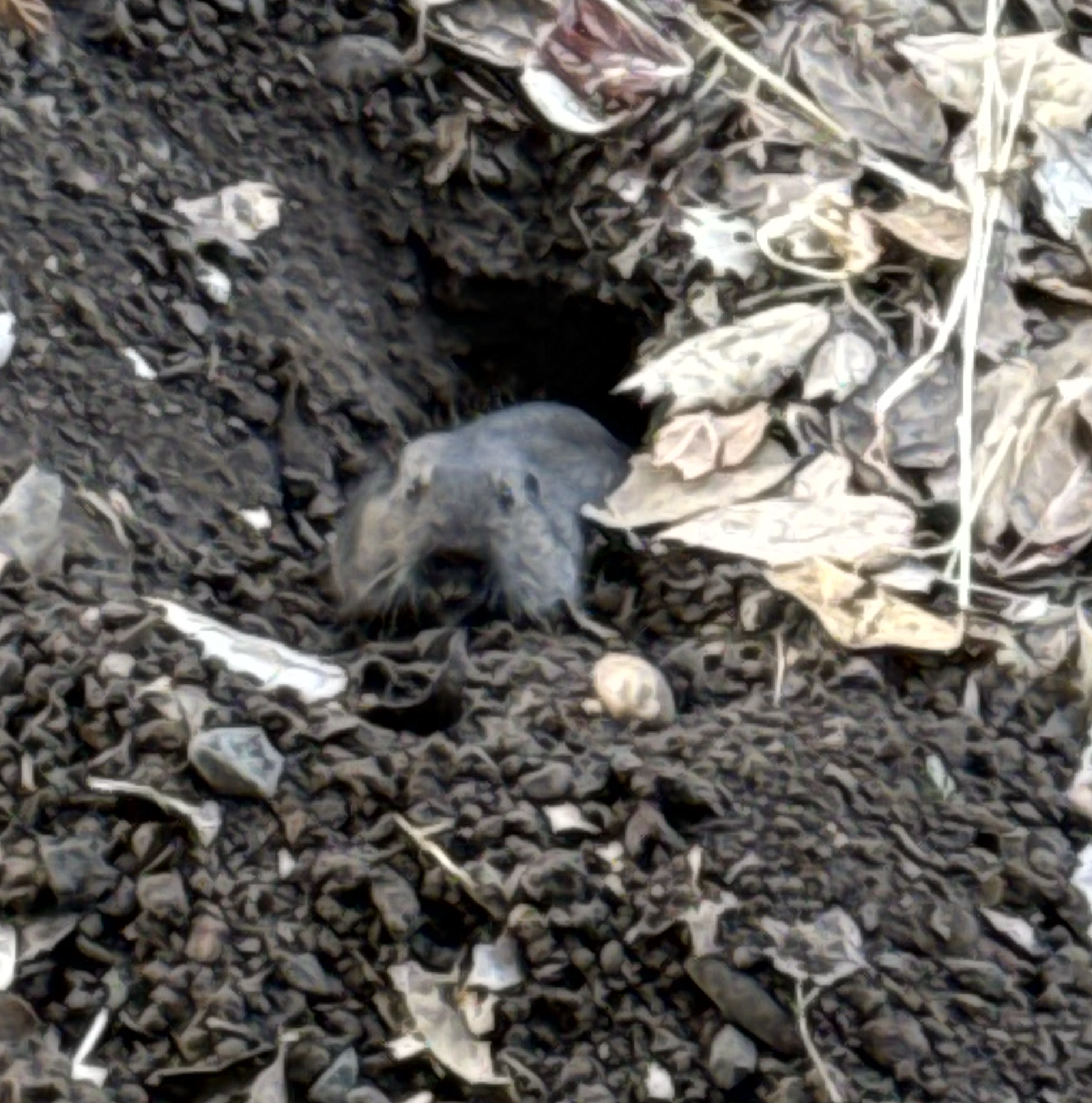 Small gopher peeking from its dirt burrow among leaves and gravel
